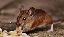 24 Hour & Emergency Exterminators in North Creek, NY